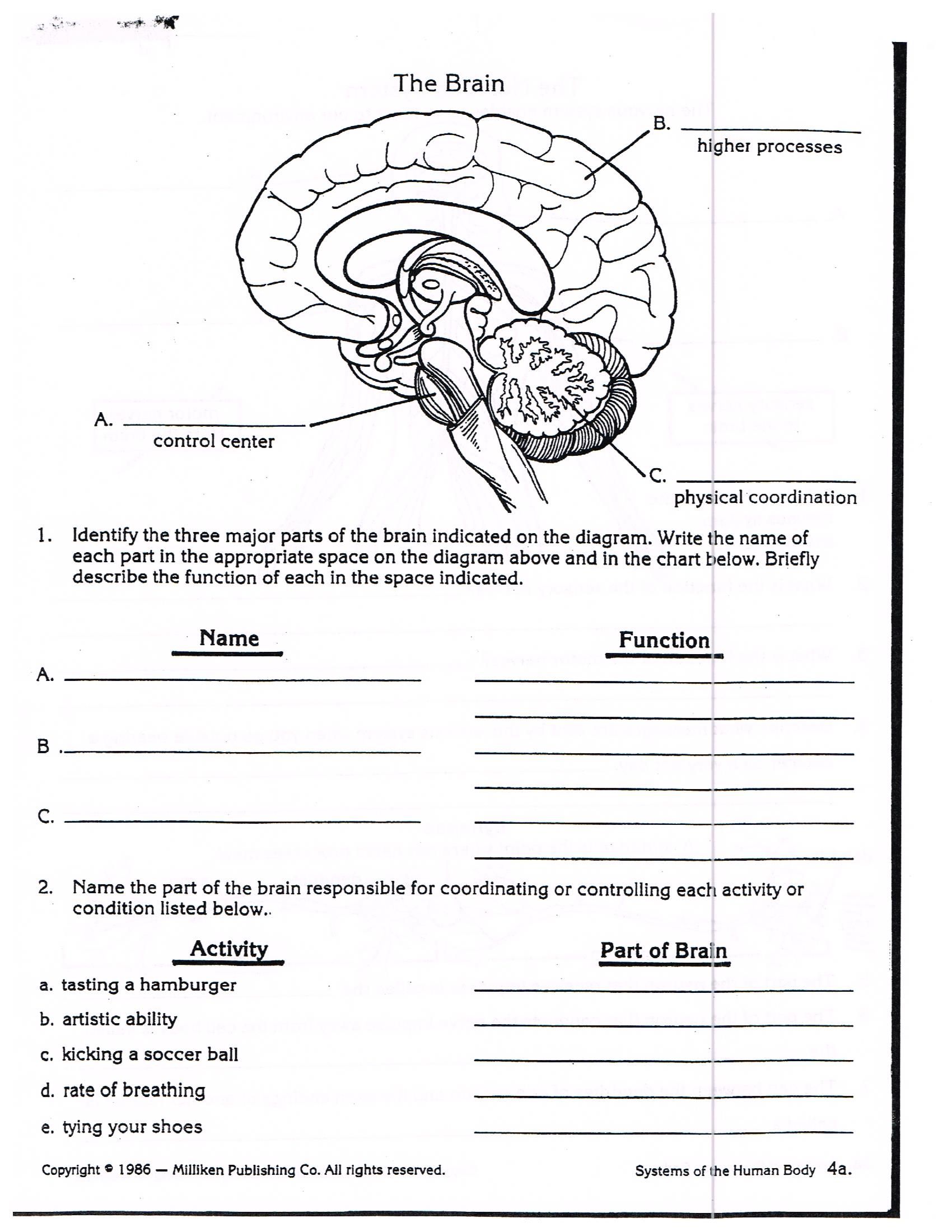 parts of the brain worksheet answers